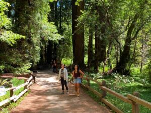 Two visitors walking beneath tall coast redwoods in Muir Woods