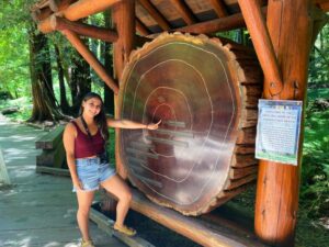 Visitor at the Muir Woods tree-ring display