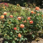 Rose Garden