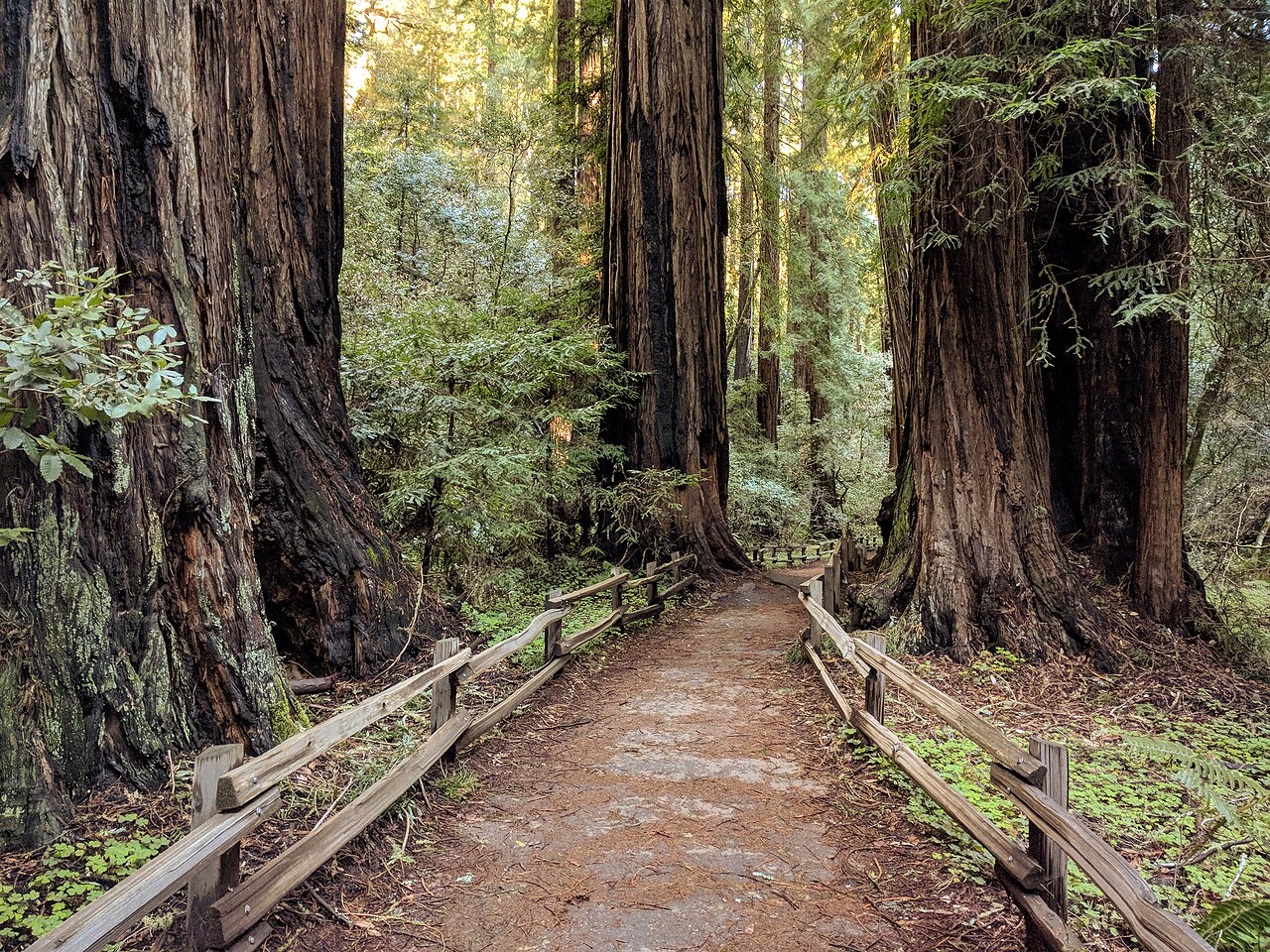 Muir Woods National Monument is part of California’s Golden Gate National Recreation Area, north of San Francisco