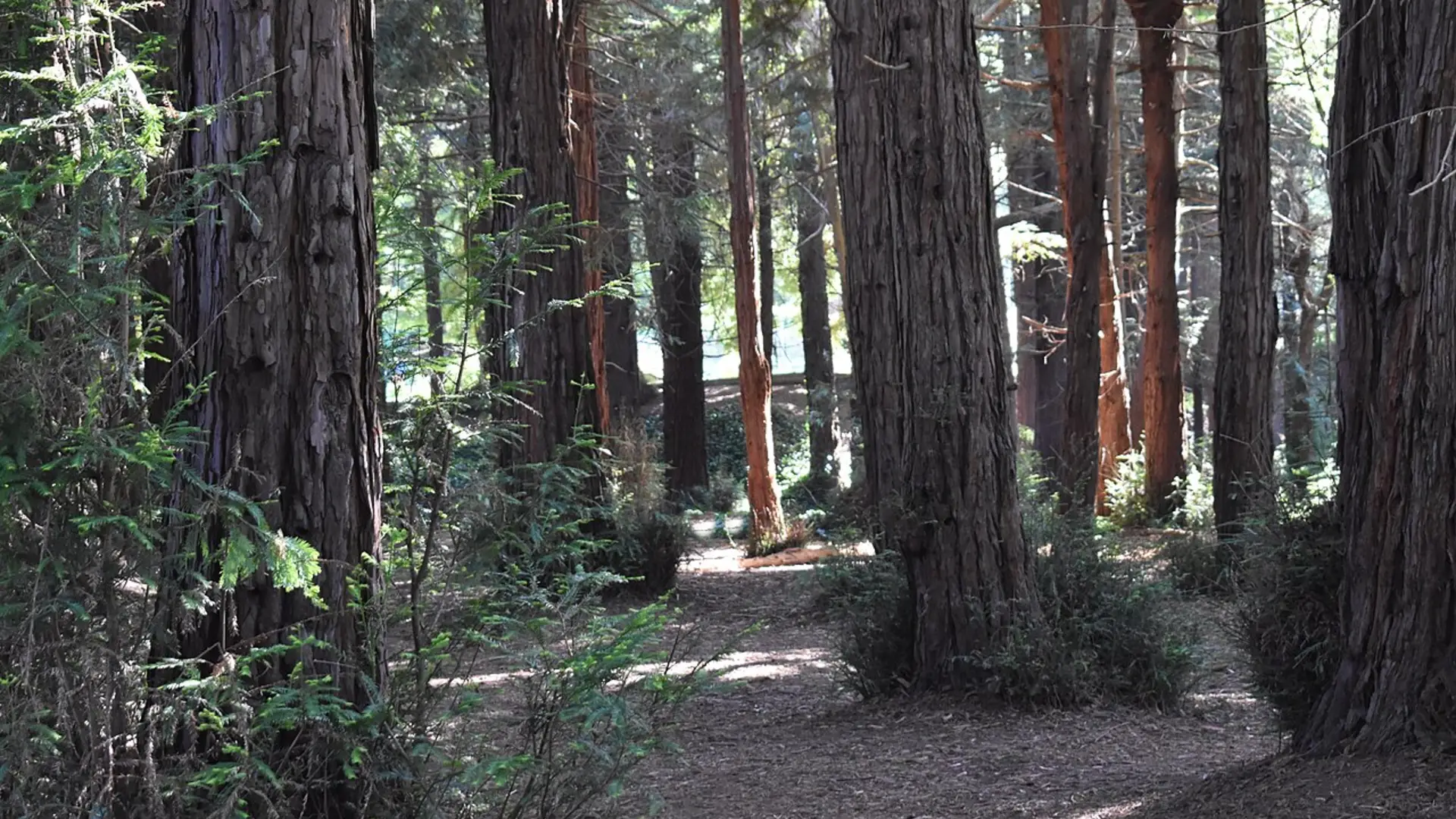 Redwood Memorial Grove in Golden Gate Park