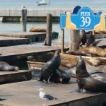 Sea Lions on the Pier