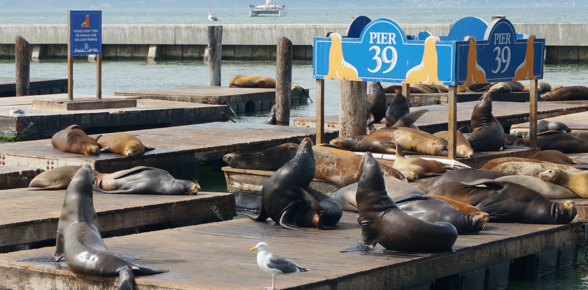 Sea Lions at Pier 39  The Marina, Fisherman's Wharf & the Piers